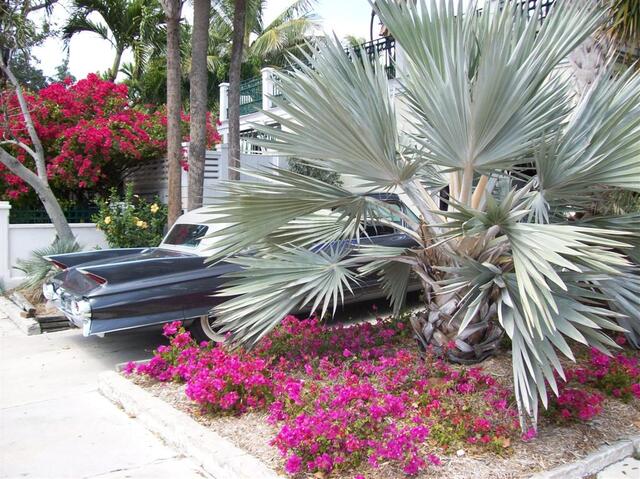 100_1247 (Large).JPG