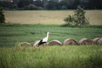 IMG_6043.jpg