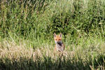 IMG_6230.jpg
