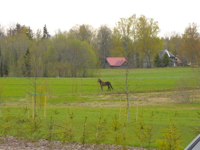 IMGP0558.JPG