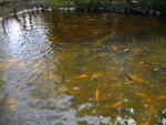IMGP0647.JPG