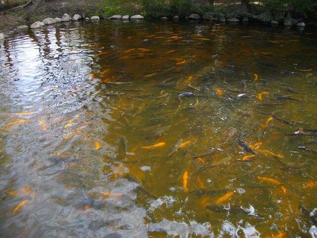 IMGP0647.JPG