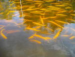 IMGP0652.JPG
