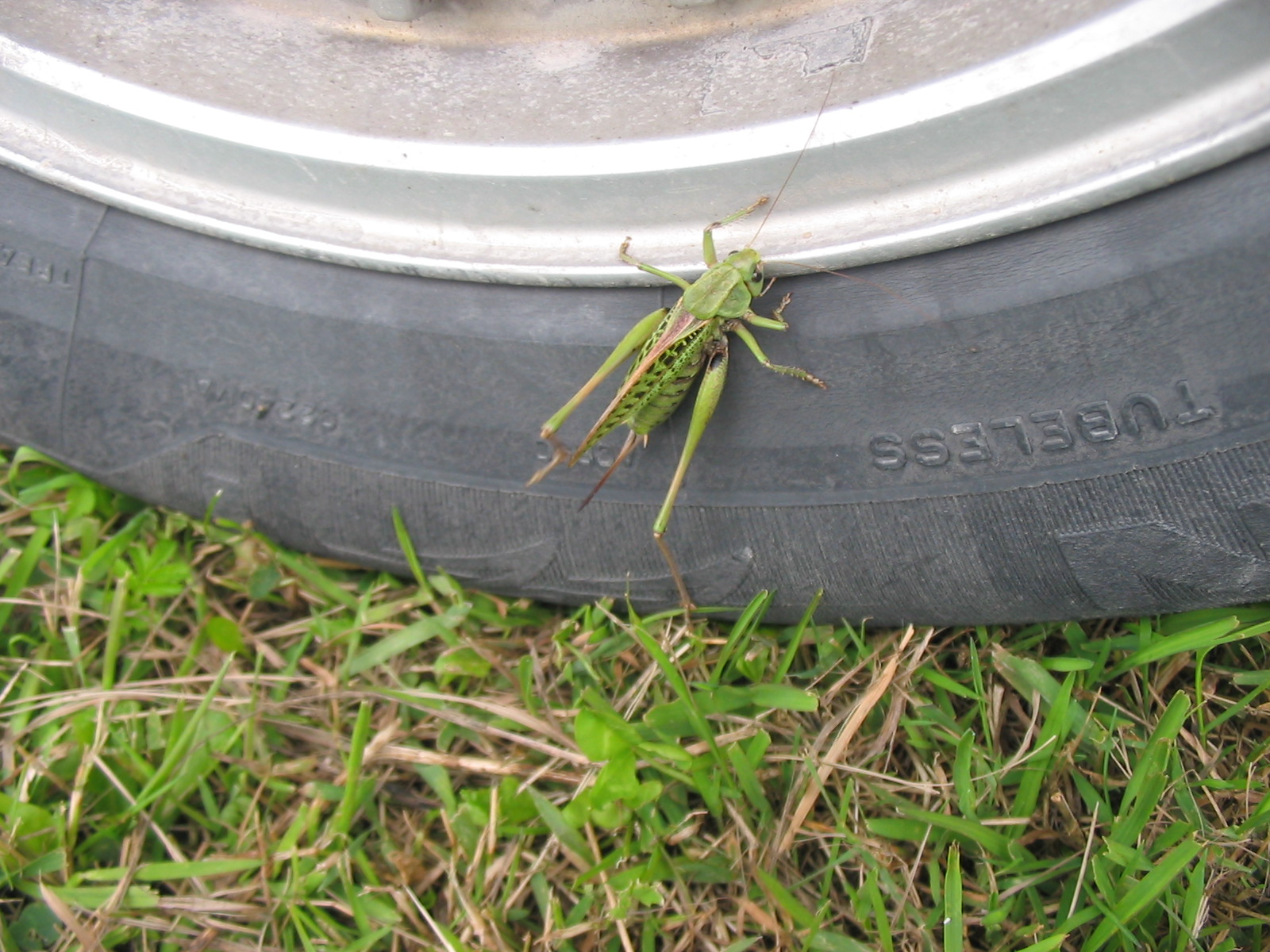 IMG 2775