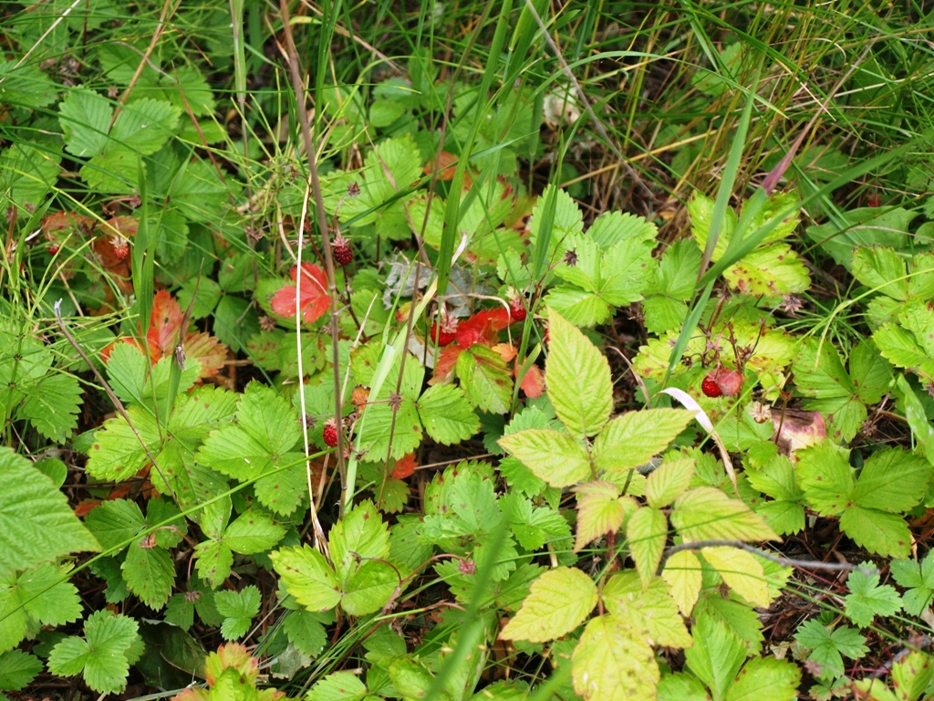 P7233049.JPG