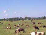 lammutatud 211
