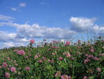 IMG_4340.JPG