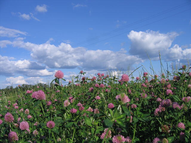 IMG_4340.JPG
