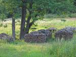 IMG_4379.JPG