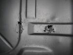IMG 6175