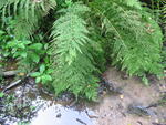 Haininad 2007 074.jpg